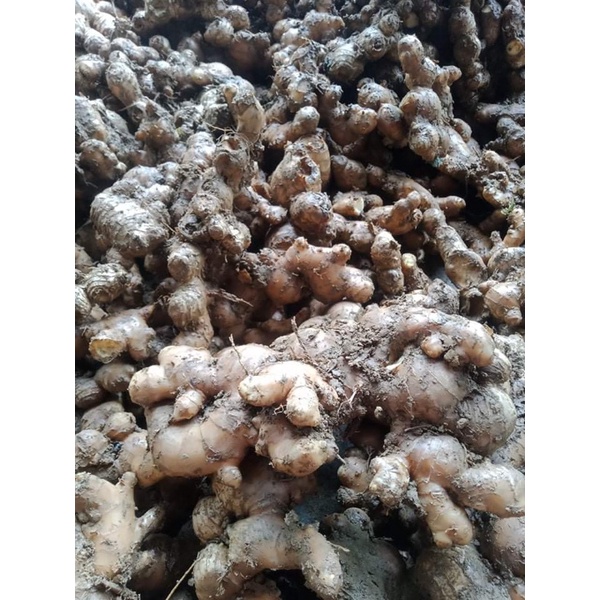 Gừng đồi Tuyên Quang❤️GIÁ SỈ❤️1kg gừng già ngâm chân, tắm, gia vị nấu ăn