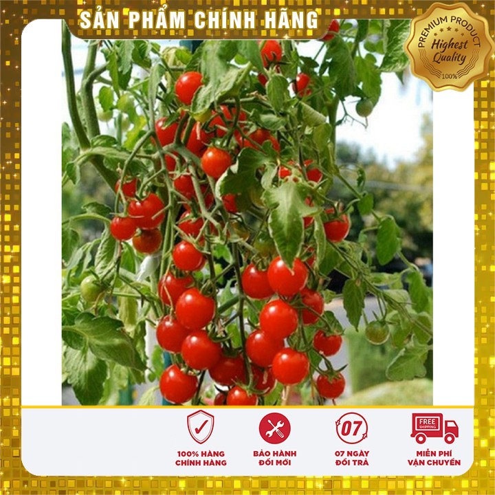 Hạt giống Cà Chua Bi Chùm 30 Hạt [Bán Sỉ]