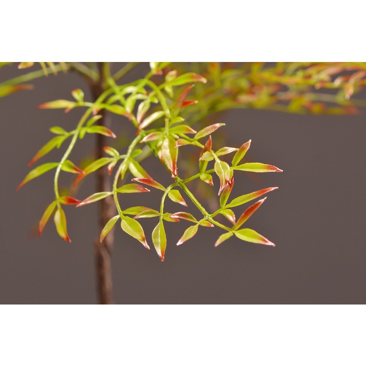 Cành Nam Phong giả lá phủ phim cao su mềm mại hàng đẹp 95cm