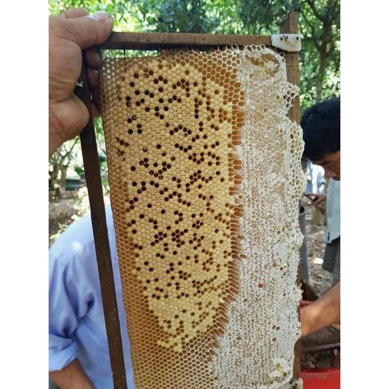 Mật Ong Hoa Nhãn Nguyên Chất[FREE SHIP] TỪ ĐƠN 50K, [Loại Đặc Biệt] Hàng ngon nhà làm