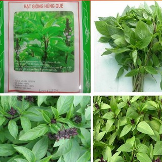 Hạt giống rau húng quế  { gói 5gram }