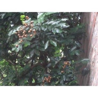 sản phẩm CÂY QUẤT HỒNG BÌ