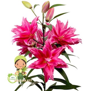 củ hoa ly kép thơm màu đỏ