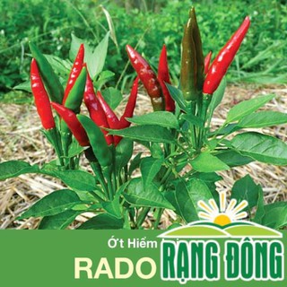 [GIỐNG SAI TRÁI] Hạt Giống Ớt Hiểm Lai Trái Chùm  - Hạt Giống Chịu Nhiệt