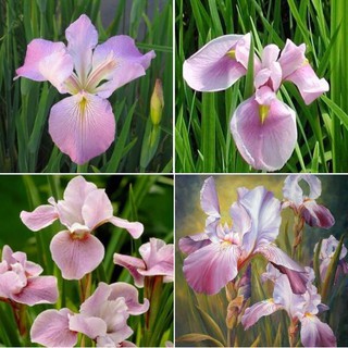 Hạt Giống Hoa Diên vĩ hồng (Iris hồng) 10 hạt/gói
