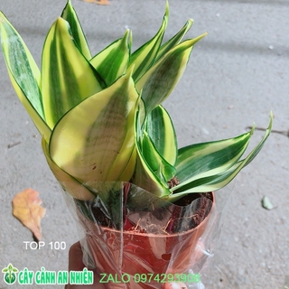 Lưỡi hổ thái vàng