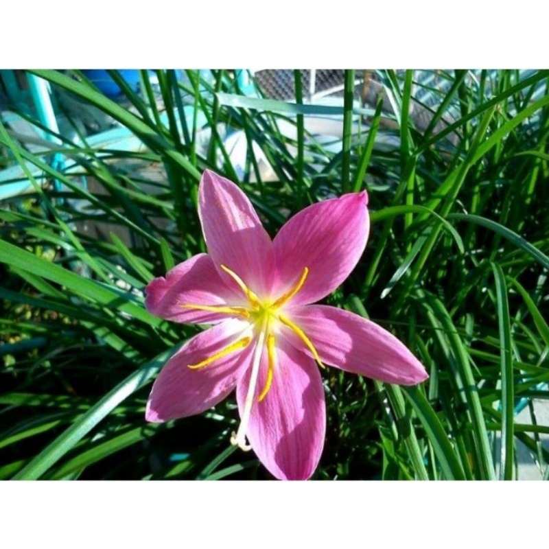 Củ huệ mưa ngoại hồng Pink ra loa liên tục quanh năm