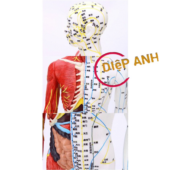 Mô hình châm cứu huyệt vị giải phẫu cơ thể người 65cm nam- Cao cấp- Rõ nét