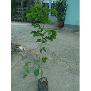 Cây giáng hương(freeship)