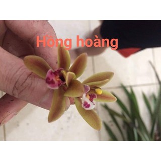 1 thân địa lan kiếm hồng hoàng tây bắc, hoa đẹp, thơm  dể sống, dễ thuần
