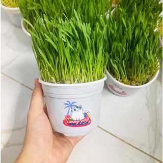 Hạt giống trồng cỏ lúa mạch cho thú cưng - gói 40G - Sunny pate