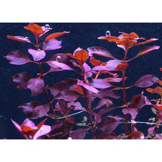 Cây thủy sinh Tân đế tài hồng Lá Cạn 20k