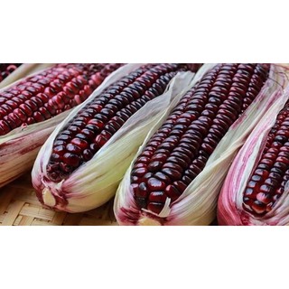 Hạt Giống Ngô Nếp Tím