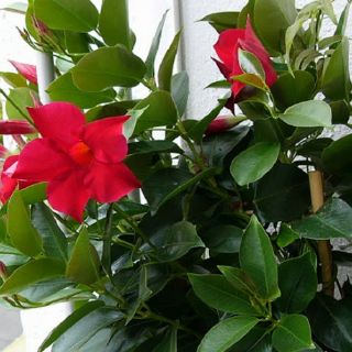Cây 🌲 Đỏ Anh (màu đỏ đô cực đẹp)