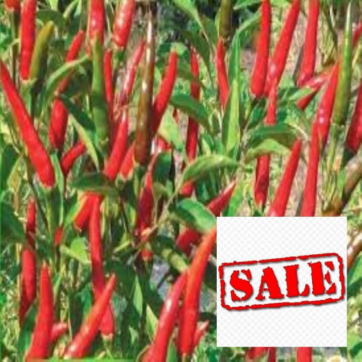 30 hạt giống ớt chỉ thiên SALE