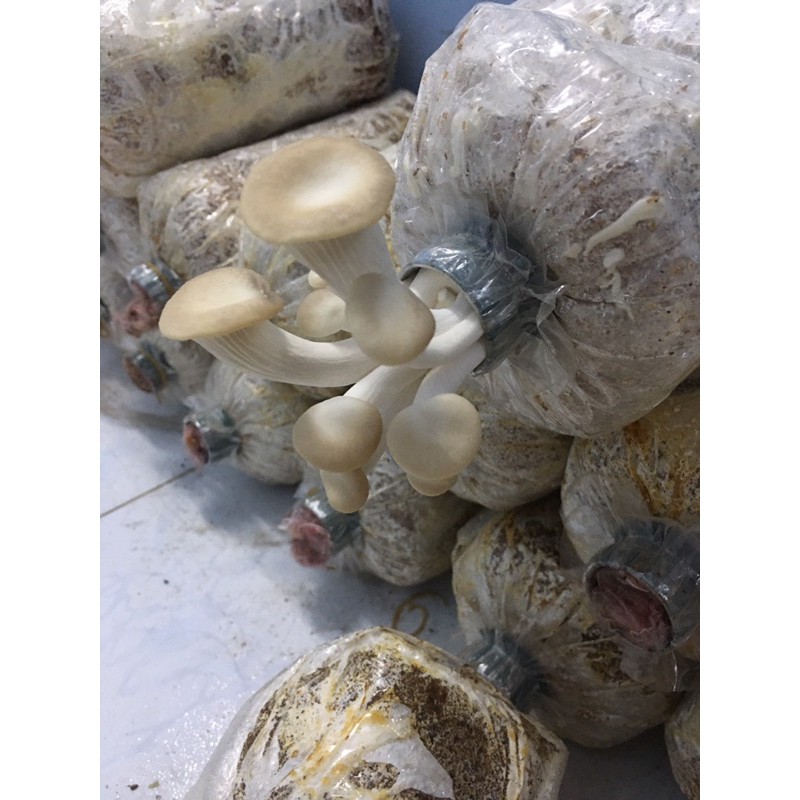 Combo 10 Phôi Nấm Bào Ngư Xám