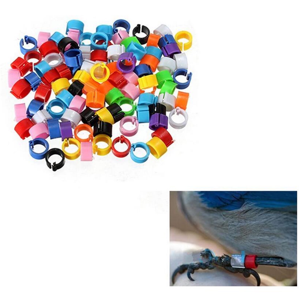 Set 100 vòng nhựa đeo chân cho chim bồ câu tiện dụng