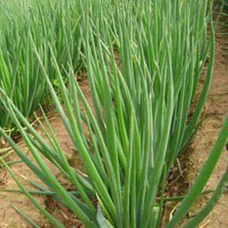 Hạt giống hành hoa
