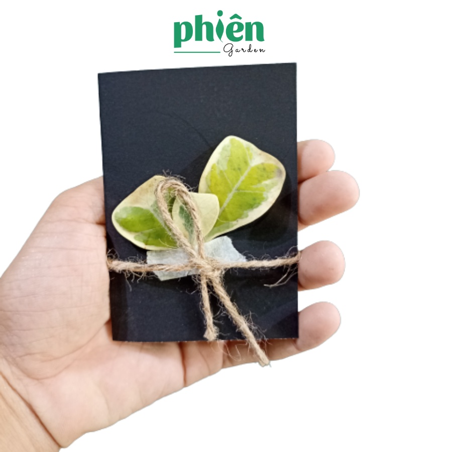 Thiệp hoa khô handmade giấy cứng siêu xinh
