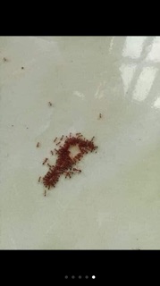 Chai diệt kiến thần thánh