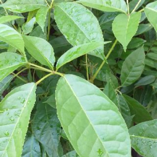 Cây kèn hồng cao 60-200cm.