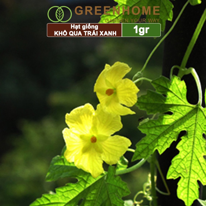 Hạt giống Khổ qua trái xanh F1 Greenhome, gói 1g, dễ trồng nhanh ra trái T05
