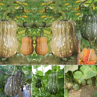 Bộ 3 gói hạt giống bí hạt đậu - Bí đỏ hạt dậu - Tặng gói phân bón