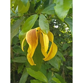 cây DẺ bầu bát giá siêu hời