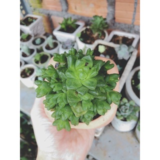 Sen đá Haworthia xanh (sen đá dạ quang)