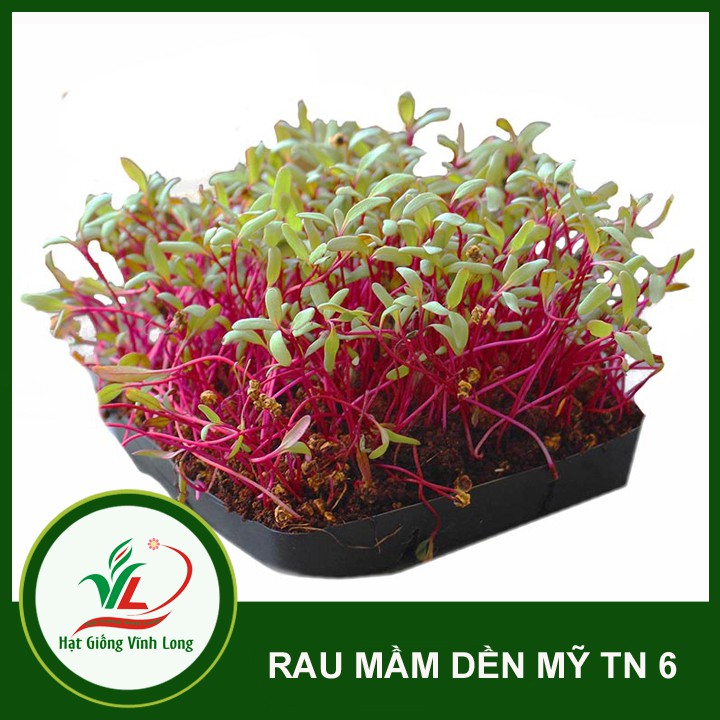 Hạt giống rau Mầm dền Mỹ TN 12 - 25g