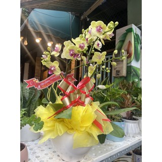 CHẬU SỨ TRẮNG TRỒNG CÂY