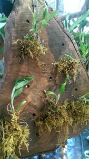 Rêu Rừng Giá thể trồng ươm lan đã qua xử lý (gói 5dm3)