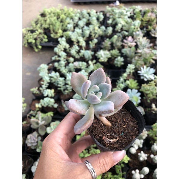 Sen đá Size Bầu 2🌺🌺