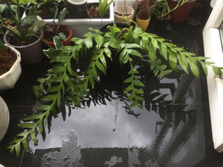 Cây Quỳnh Thái Lan - Selenicereus Chrysocardium