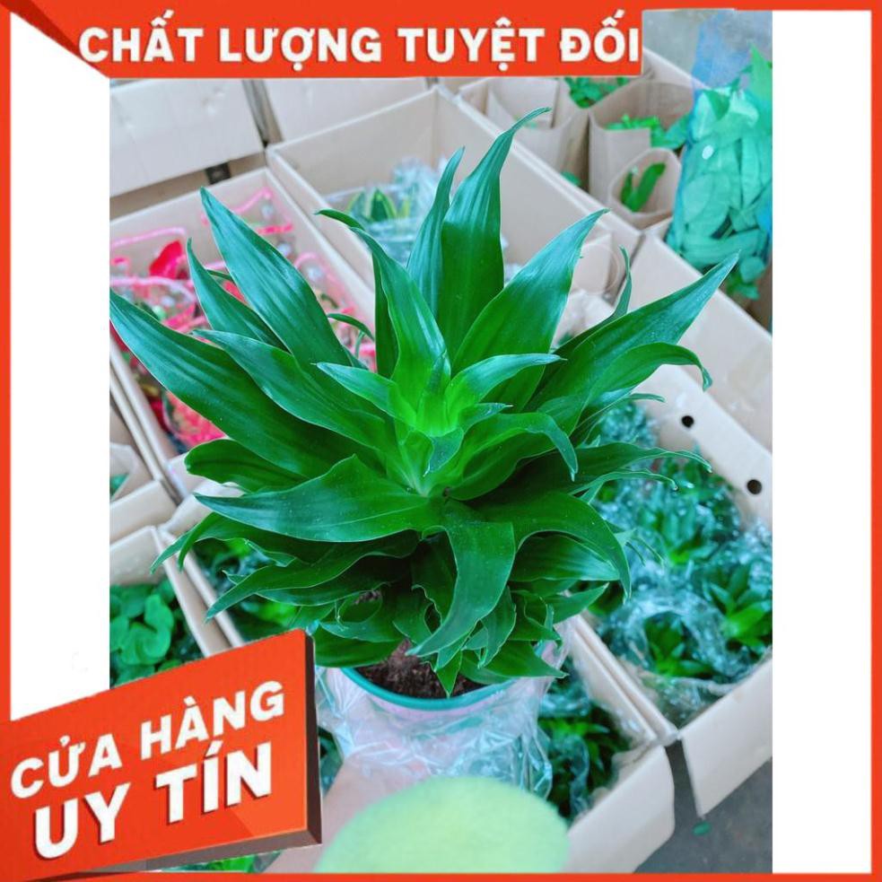 Cây Phát Tài Nhật Để Bàn Làm Việc