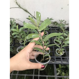 Phi Điệp Gieo Hạt (di linh, tali, phú thọ)
