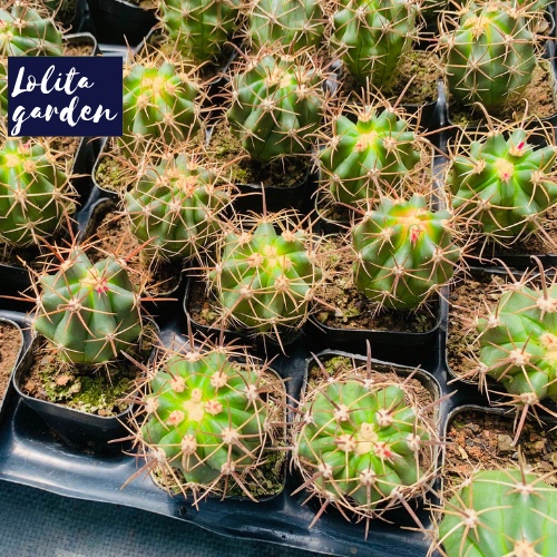 Xương rồng cory Đà Lạt size bé cây cảnh trang trí nhà cửa Lolita garden