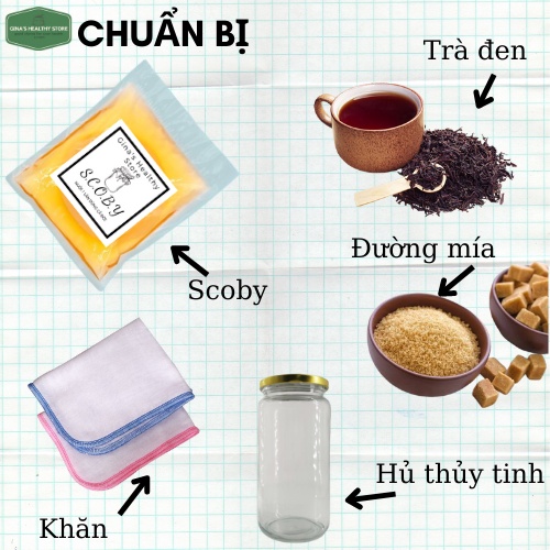Scoby, Kombucha  Con Giống Kombucha Combo 4 Món  Dành Cho Người Mới