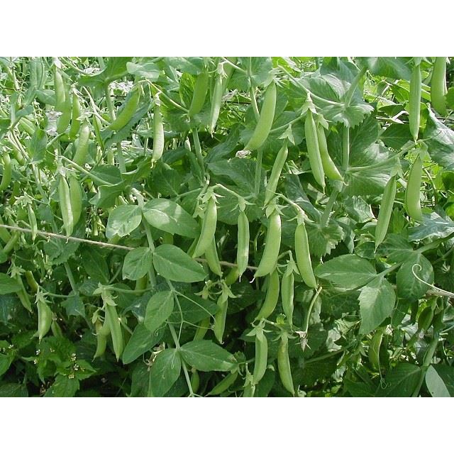 Hạt giống đậu Hà Lan xanh F1 chuyên ăn hạt
