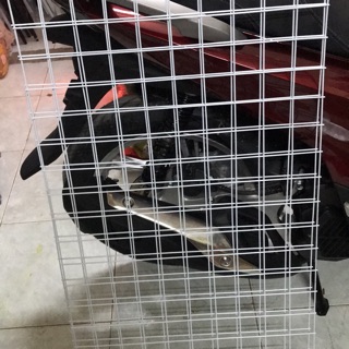 Lưới sắt trắng treo phụ kiện  50x100em .giá 200k 2 tấm ..