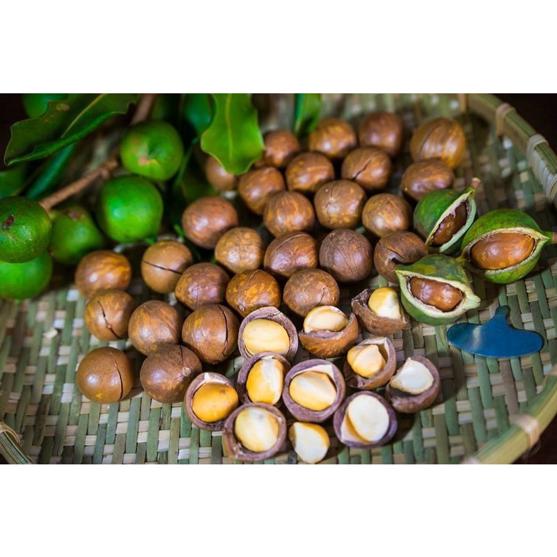 Cây giống macca cho quả rất giàu dinh dưỡng.