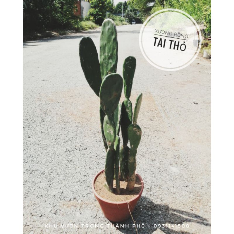 Cây Xương Rồng Tai Thỏ (Dùng decor, loại nhỏ)