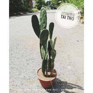 Cây Xương Rồng Tai Thỏ (Dùng decor, loại nhỏ)