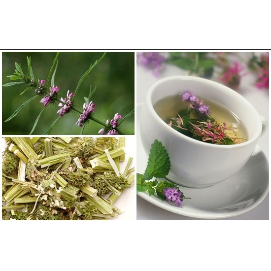 Điều kinh, ổn định nội tiết tố nữ- Trà ích mẫu Đông y gia truyền Thông Cát (Since 1918)- Bịch 30 túi lọc | BigBuy360 - bigbuy360.vn