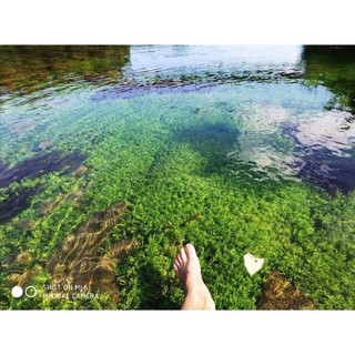 cây thủy sinh vảy ốc