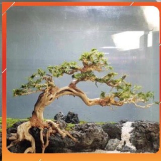 [Siêu Rẻ] Bonsai 26x23 cho hồ cá thuỷ sinh [TS Online37]
