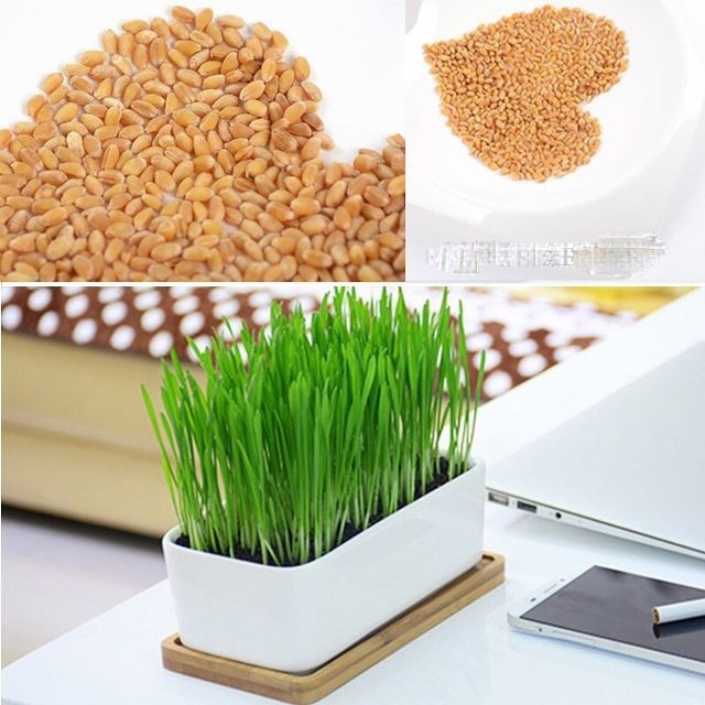 Bộ Trồng Cỏ Tươi Cho Mèo Cat Grass Kit Bioline Hộp 12g