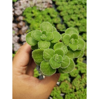siêu giảm giá sen thơm ( cắt đọt)