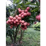 Cây Giống vải thiều Thanh Hà