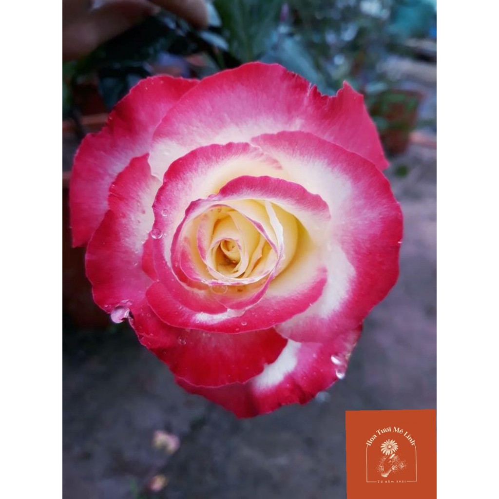 Hoa hồng ngoại Double Delight rose sắc hồng mới lạ - HoaTuoiMeLinh